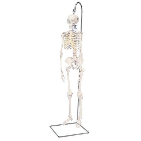 3B SCIENTIFIC Mini Human Skeleton on hanging stand - w/ 3B Smart Anatomy 1000040